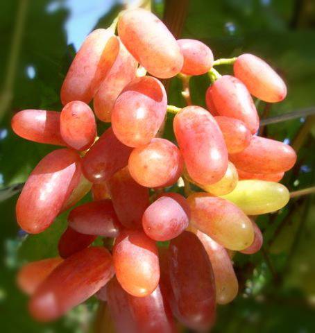 Саженцы винограда Гелиос Интернет магазин ross-agro.ru Саженцы винограда Гелиос Интернет магазин ross-agro.ru