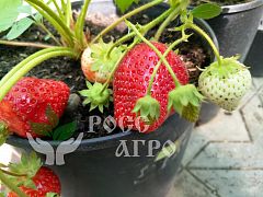 Клубника Клери 