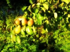 Саженцы груши Гранд Чемпион