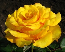 Роза чайно гибридная Кери Интернет магазин ross-agro.ru