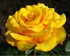 Роза чайно гибридная Кери Интернет магазин ross-agro.ru