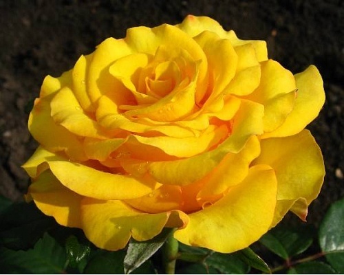 Роза чайно гибридная Кери Интернет магазин ross-agro.ru