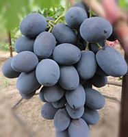 Саженцы столового винограда Фуршетный.