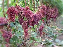 Саженцы винограда кишмишного Лучистый Интернет магазин ross-agro.ru