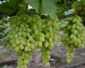 Саженцы винограда кишмишного Столетие. Интернет магазин ross-agro.ru