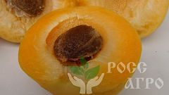 Саженцы абрикоса Форум