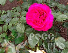 Роза Фишермэнс Френд Fisherman's Friend Интернет магазин ross-agro.ru