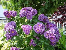 Роза вьющаяся фиолетовая Интернет магазин ross-agro.ru