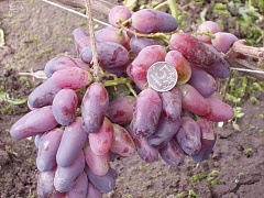 Саженцы винограда Ромео