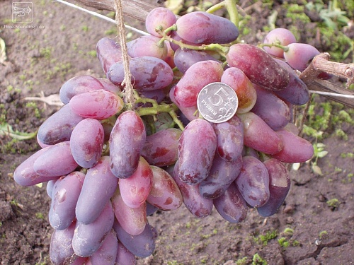 Саженцы винограда Ромео Интернет магазин ross-agro.ru