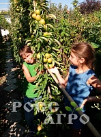 Саженцы яблони колонновидной Янтарное ожерелье Интернет магазин ross-agro.ru