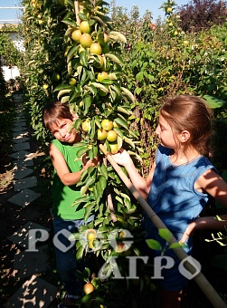 Саженцы яблони колонновидной Янтарное ожерелье Интернет магазин ross-agro.ru