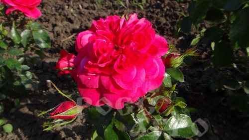 Роза английская Уильям Шекспир William Shakespeare 2000 Интернет магазин ross-agro.ru