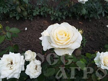 Роза чайно гибридная Анастасия Интернет магазин ross-agro.ru