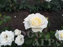 Роза чайно гибридная Анастасия