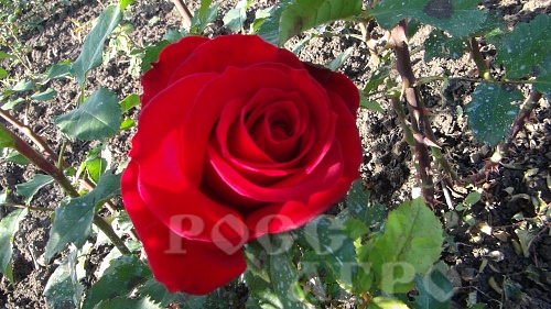 Роза чайно гибридная Селена Интернет магазин ross-agro.ru