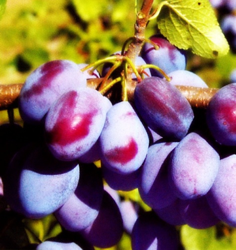 Саженцы сливы Вижн Интернет магазин ross-agro.ru
