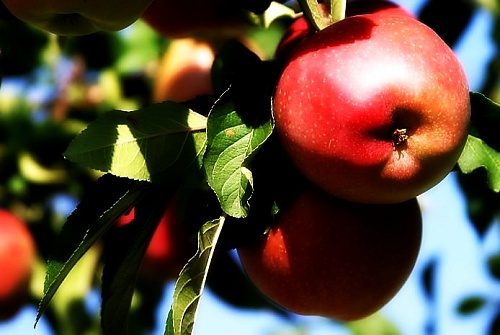 Саженцы колонновидной яблони Джин (КВ-5) Интернет магазин ross-agro.ru Саженцы колонновидной яблони Джин (КВ-5) Интернет магазин ross-agro.ru