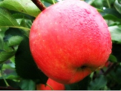 Саженцы яблони Чемпион