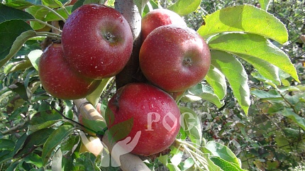 Яблони РоссАгро