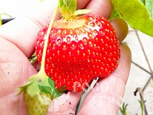 Клубника Азия Интернет магазин ross-agro.ru