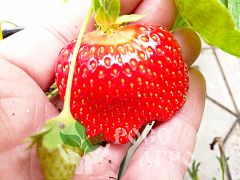 Клубника Азия 