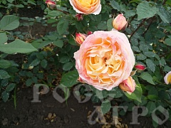 Роза английская Саммер сонг Summer song