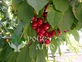 Саженцы черешни Василиса Интернет магазин ross-agro.ru