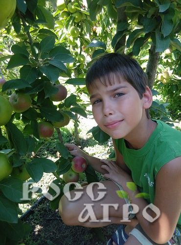 Саженцы яблони колонновидной Васюган Интернет магазин ross-agro.ru Саженцы яблони колонновидной Васюган Интернет магазин ross-agro.ru