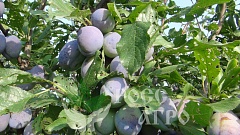 Саженцы сливы Волошка