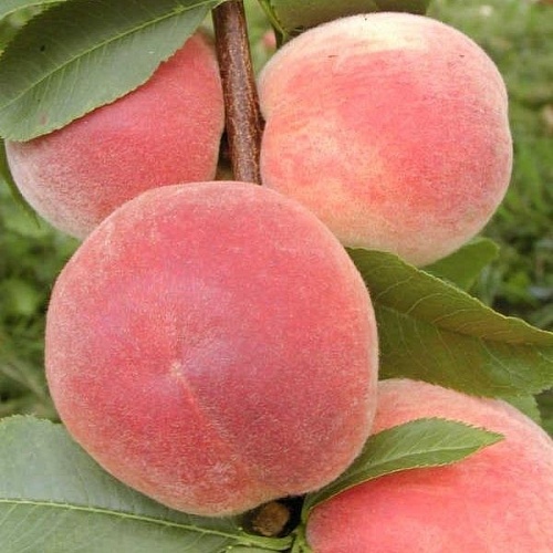 Саженцы персика Демерджинский Интернет магазин ross-agro.ru