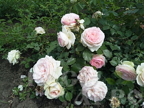 Роза кустовая белая с розовым Интернет магазин ross-agro.ru