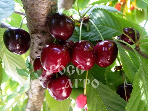 Саженцы черешни Хелена колонновидная Интернет магазин ross-agro.ru