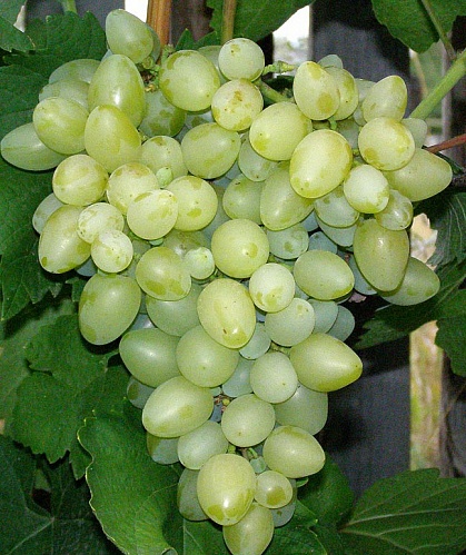 Саженцы винограда Олигарх Интернет магазин ross-agro.ru