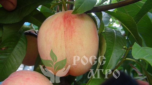 Саженцы персика Ветеран Интернет магазин ross-agro.ru