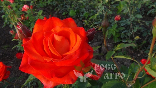 Роза спрей красная Интернет магазин ross-agro.ru Роза спрей красная Интернет магазин ross-agro.ru