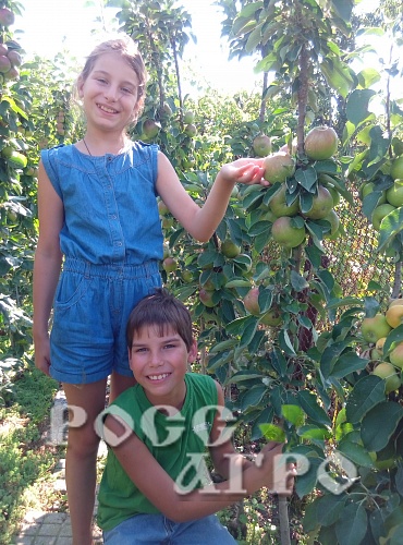 Саженцы яблони колонновидной Икша Интернет магазин ross-agro.ru