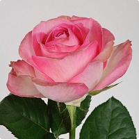 Роза чайно гибридная Канди Бьянка