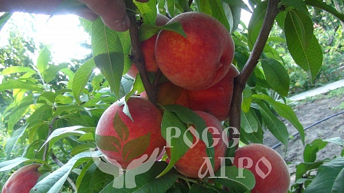 Саженцы персика Мадлен Пуйе Интернет магазин ross-agro.ru