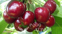 Саженцы черешни Кордия