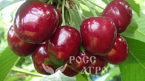 Саженцы черешни Кордия Интернет магазин ross-agro.ru