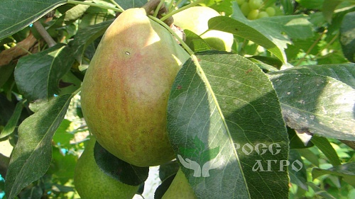 Саженцы груши Вильямс летний Интернет магазин ross-agro.ru