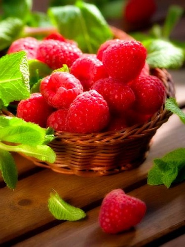 Малина Бабье лето Интернет магазин ross-agro.ru