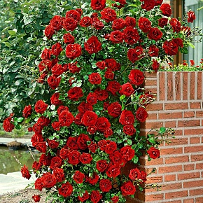 Роза вьющаяся красная Интернет магазин ross-agro.ru