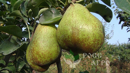 Саженцы Груши колонновидной Сапфира Интернет магазин ross-agro.ru