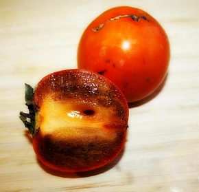 Саженцы хурмы Шоколадный (Зенжи-мару) Интернет магазин ross-agro.ru