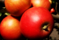 Саженцы яблони Топаз