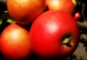 Саженцы яблони Топаз Интернет магазин ross-agro.ru