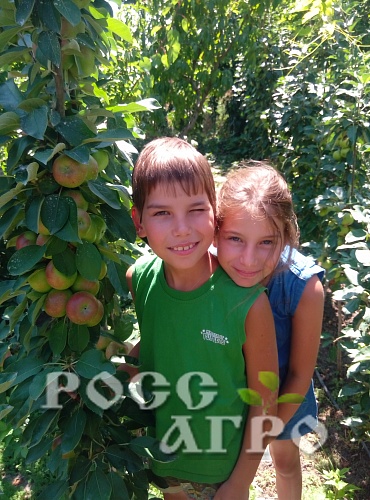 Саженцы яблони колонновидной Московское ожерелье Интернет магазин ross-agro.ru