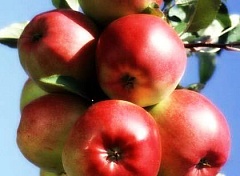 Саженцы яблони Лигол